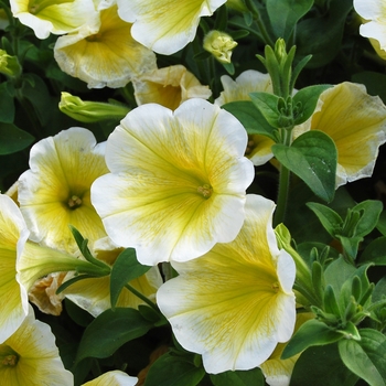 Petunia 'Surprise Yellow Twist' (038428)