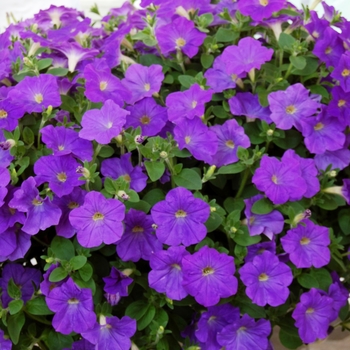 Petunia 'Surprise Blue Sky' (038431)