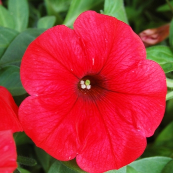 Petunia 'Surprise Carmine' (038432)