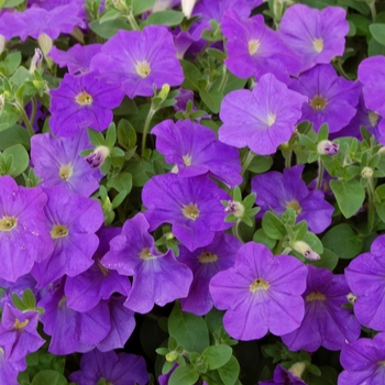 Petunia 'Surprise Blue Sky' (038433)