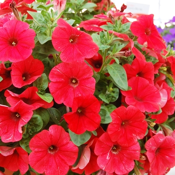 Petunia 'Surprise Carmine' (038434)