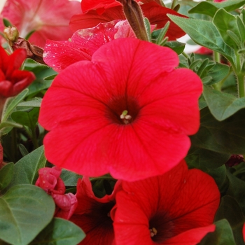 Petunia 'Surprise Carmine' (038436)