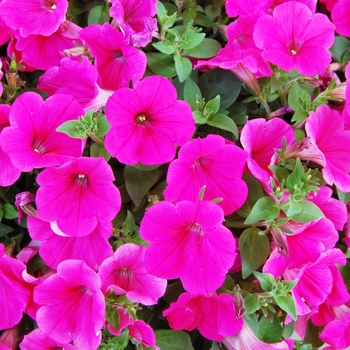 Petunia 'Surprise Hot Pink' (038439)