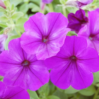 Petunia 'Surprise Marine' (038442)