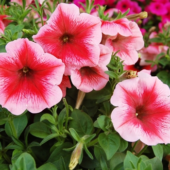 Petunia 'Surprise Strawberry Ice' (038445)