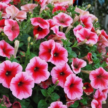 Petunia 'Surprise Strawberry Ice' (038446)