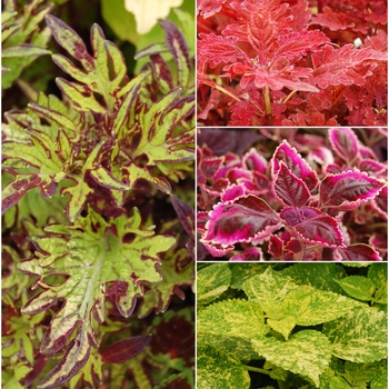 Coleus '' (038487)