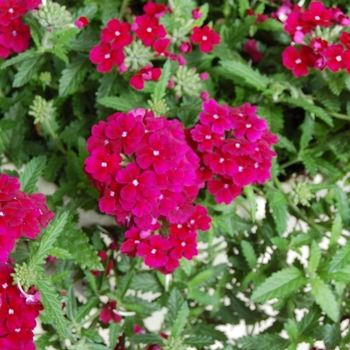 Verbena Empress 'Burgundy' (038542)