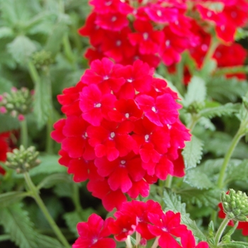 Verbena Empress '' (038545)