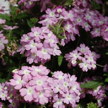 Verbena Empress '' (038547)