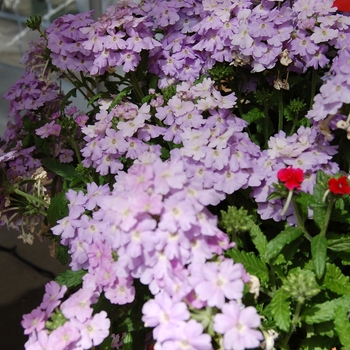 Verbena Empress '' (038550)