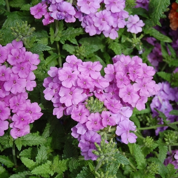 Verbena Empress '' (038552)