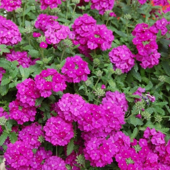 Verbena Empress '' (038557)