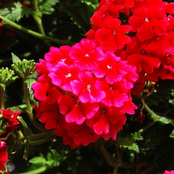 Verbena Empress '' (038562)