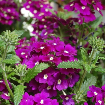 Verbena Empress '' (038573)