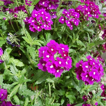 Verbena Empress '' (038575)