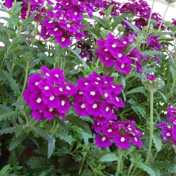 Verbena Empress '' (038577)