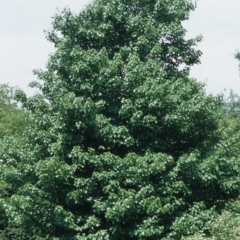 Acer rubrum 'Red Sunset®' (038732)