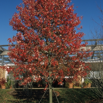 Acer rubrum 'Red Sunset®' (038734)