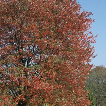 Acer rubrum 'Red Sunset®' (038735)