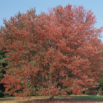 Acer rubrum 'Red Sunset®' (038738)