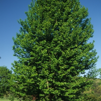 Acer x freemanii 'Autumn Blaze®' (038759)