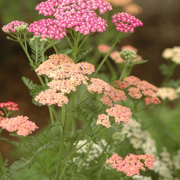 Achillea millefolium 'Summer Pastels' (038767)