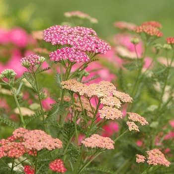 Achillea millefolium 'Summer Pastels' (038768)