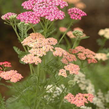 Achillea millefolium 'Summer Pastels' (038809)