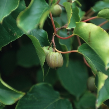 Actinidia arguta '' (038814)