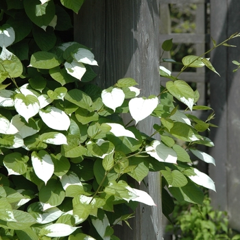 Actinidia arguta '' (038816)