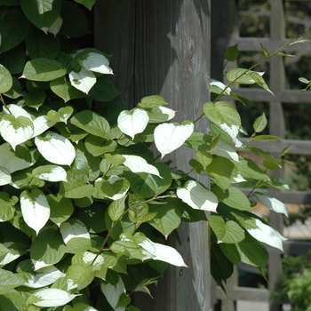 Actinidia arguta '' (038817)