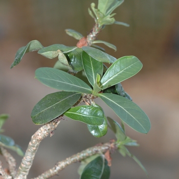 Adenium obesum '' (038818)