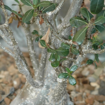 Adenium obesum '' (038819)