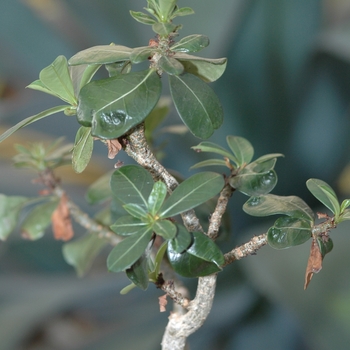 Adenium obesum '' (038820)