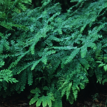 Adiantum pedatum '' (038822)