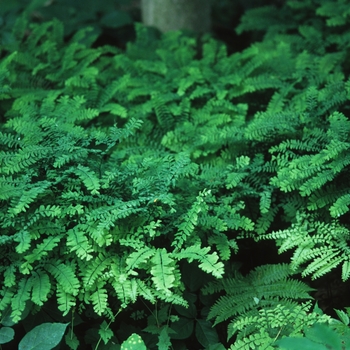 Adiantum pedatum '' (038823)