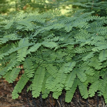 Adiantum pedatum '' (038824)