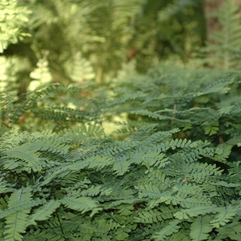 Adiantum pedatum '' (038825)