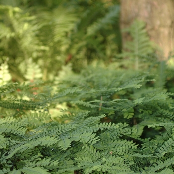 Adiantum pedatum '' (038826)