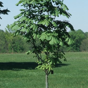 Aesculus hippocastanum '' (038837)