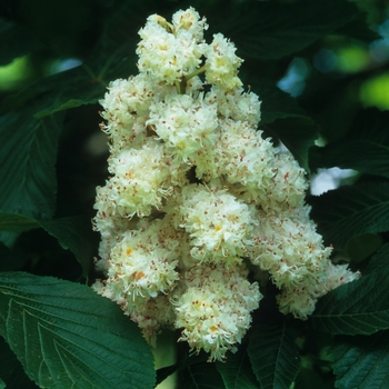 Aesculus hippocastanum '' (038838)