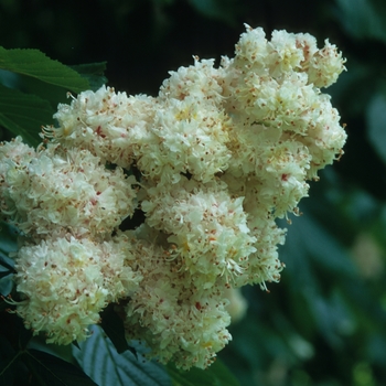 Aesculus hippocastanum '' (038839)