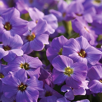 Aubrieta Madly™ '' (038924)