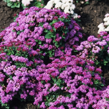 Ageratum houstonianum Hawaii 'Royal' (039016)