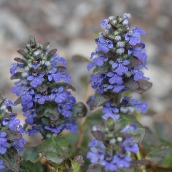 Ajuga reptans 'Catlin's Giant' (039018)