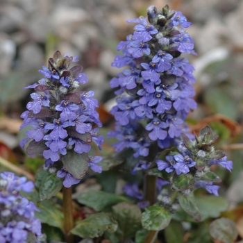 Ajuga reptans 'Catlin's Giant' (039019)