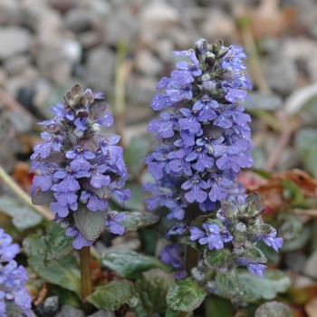 Ajuga reptans 'Catlin's Giant' (039021)