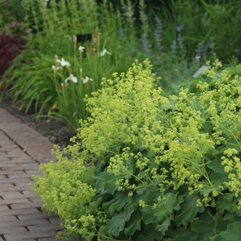 Alchemilla mollis '' (039030)