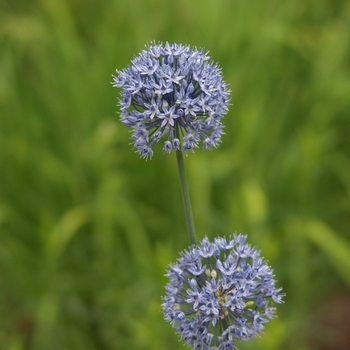 Allium caeruleum '' (039032)